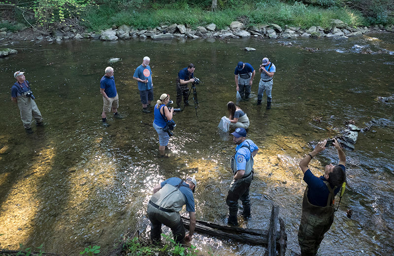 Chesapeake logperch release